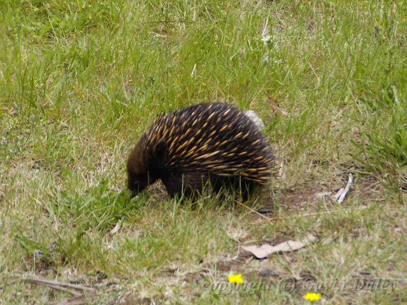 Echidna, Sherbrook Forest PIC00272.JPG - PIC00272.JPG                   